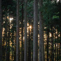 At home among the trees