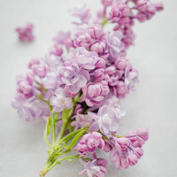 You need time to bloom